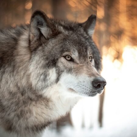 Best Wolf Slots: Wolf Gold, Big Bad Wolf and More