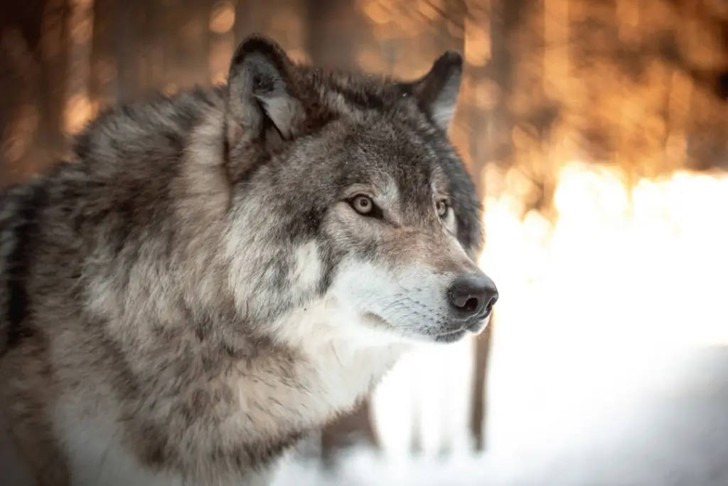 Wolf slots: grey wolves in the snow