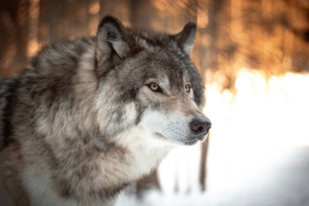 Best Wolf Slots: Wolf Gold, Big Bad Wolf and More